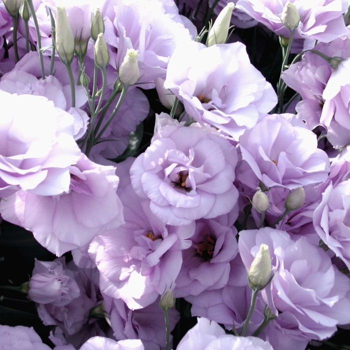 Семена цветов Эустома ABC Мисти Блю махровая, О, цп, 5 шт. Семена цветов Эустома ABC Мисти Блю махровая, О, цп, 5 шт.