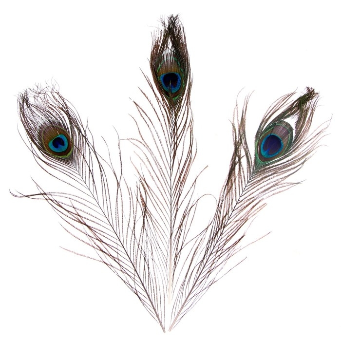 Перо павлина для декора, набор 3 шт., размер 1 шт. &mdash; от 25 до 30 см