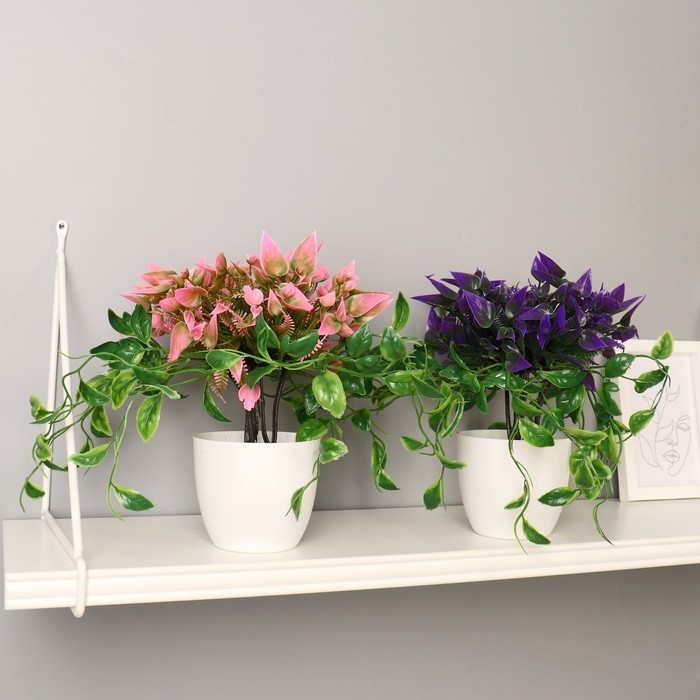 Бонсай Бонсай "Эпипремнум" 9х25 см, микс