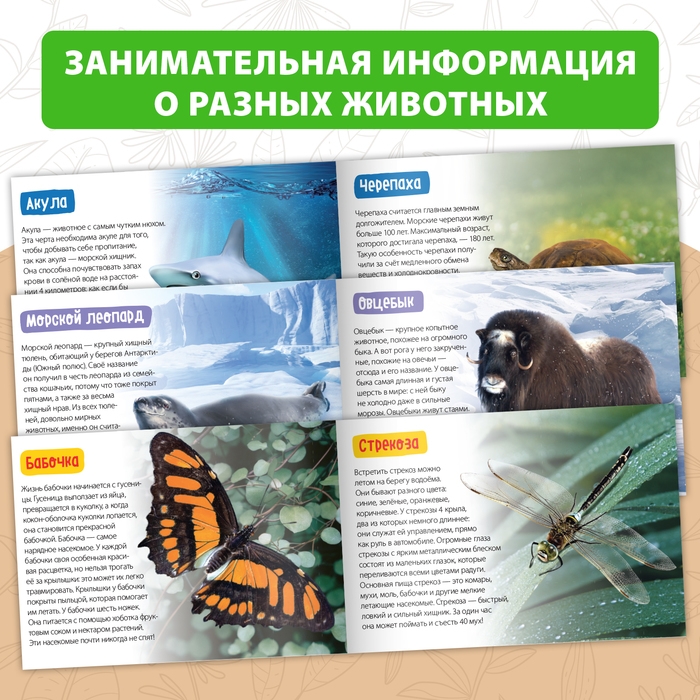 Обучающие книги набор «Удивительный мир» 6 шт. по 20 стр. Обучающие книги набор «Удивительный мир» 6 шт. по 20 стр.