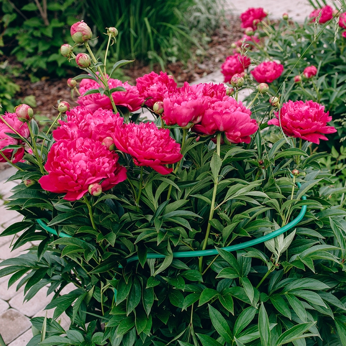 Кустодержатель, d = 30 см, h = 80 см, ножка d = 0,3 см, металл, набор 2 шт., зелёный, Greengo Кустодержатель, d = 30 см, h = 80 см, ножка d = 0,3 см, металл, набор 2 шт., зелёный, Greengo