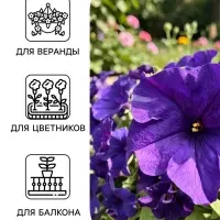 Семена цветов Петуния &laquo;Комплиментуния&raquo; F1 голубая, крупноцветковая, драже, 7 шт.