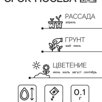 Семена Амарант Метельчатый Пигми Торч 0.1г* Семена Амарант Метельчатый Пигми Торч 0.1г*