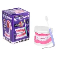 Набор для опытов &laquo;Анатомия&raquo;, челюсть человека