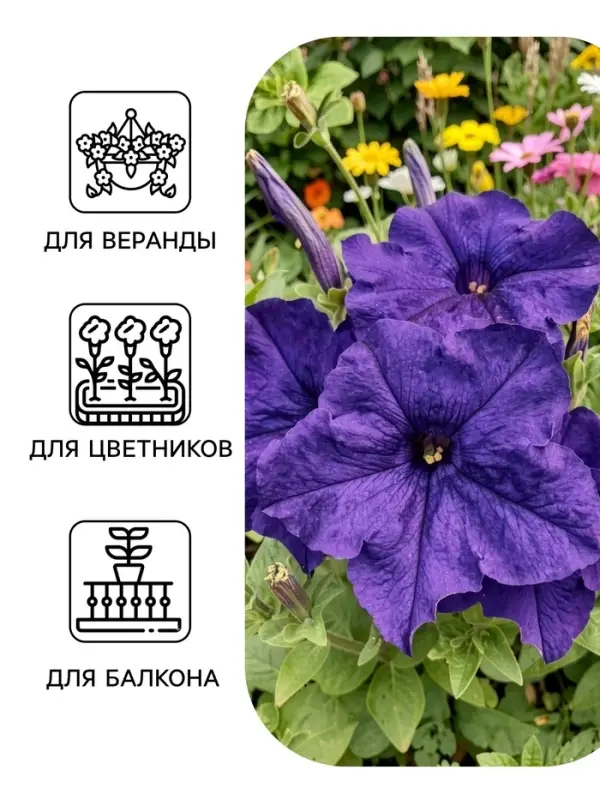 Семена цветов Петуния &laquo;Великая синяя&raquo; F1, крупноцветковая, гранулы, 7 шт.