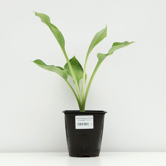 Хоста Форчуна Хоста Форчуна "Голд Стандарт", Горшок С3, 1 шт, Весна 2024