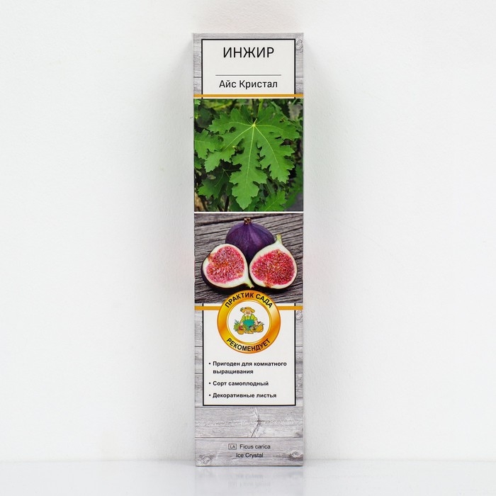 Инжир Инжир "Айс Кристал", 1 шт, туба, Весна 2025