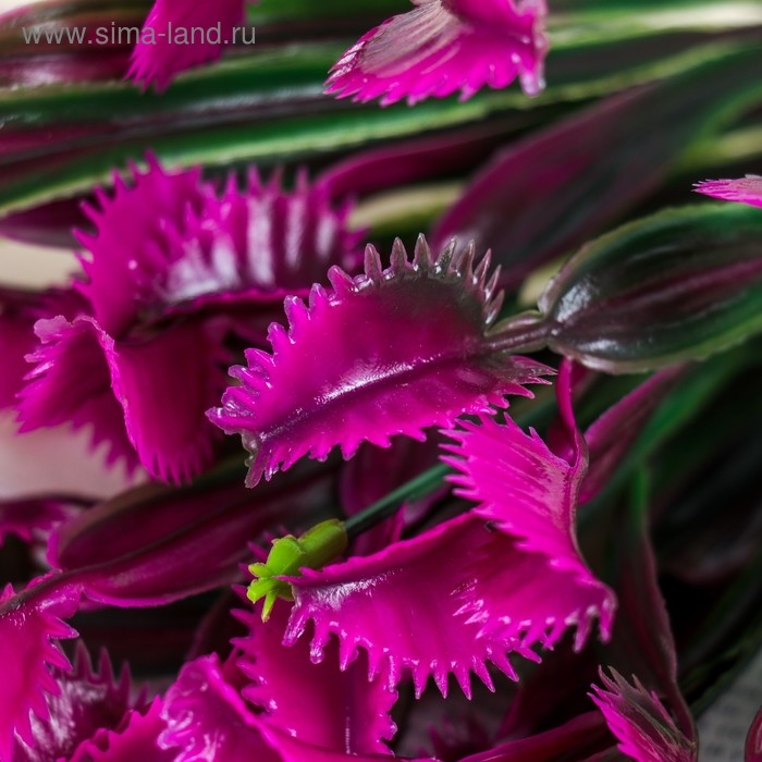 Букет "Дионея" 32 см, микс