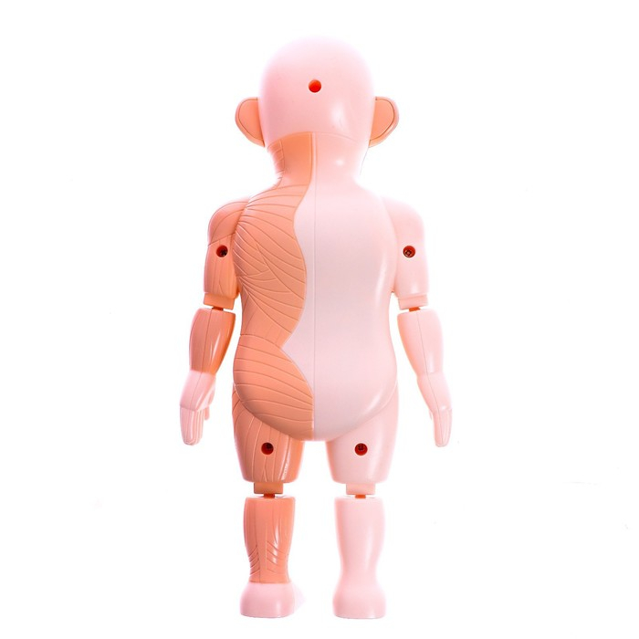 Набор для опытов «Научный набор 2В1», модель тела человека и лабораторная посуда Набор для опытов «Научный набор 2В1», модель тела человека и лабораторная посуда