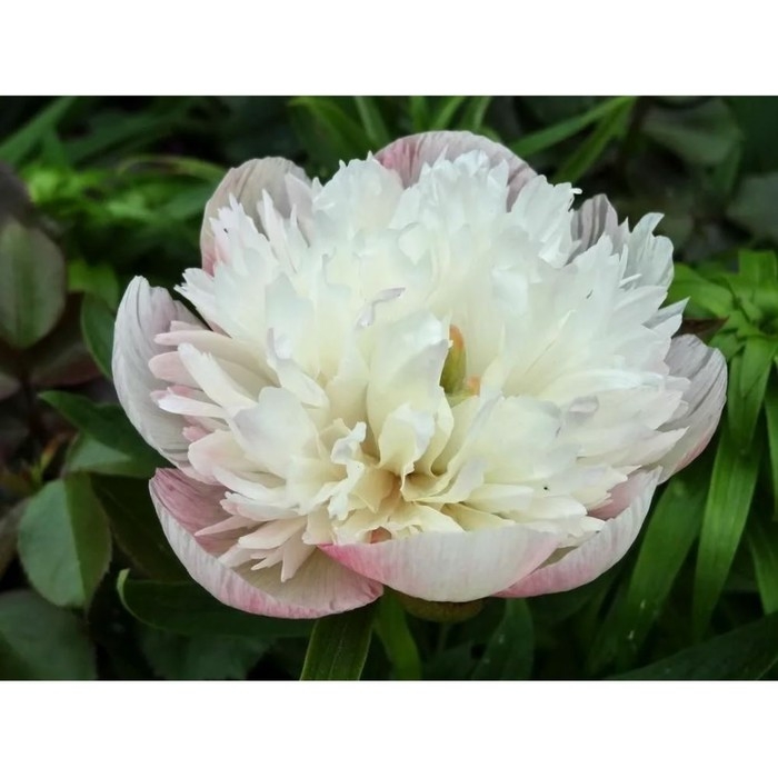 Пион молочноцветковый Оффициналис Альба Плена, горшок С3, 1 шт, Осень 2024 Пион молочноцветковый Оффициналис Альба Плена, горшок С3, 1 шт, Осень 2024