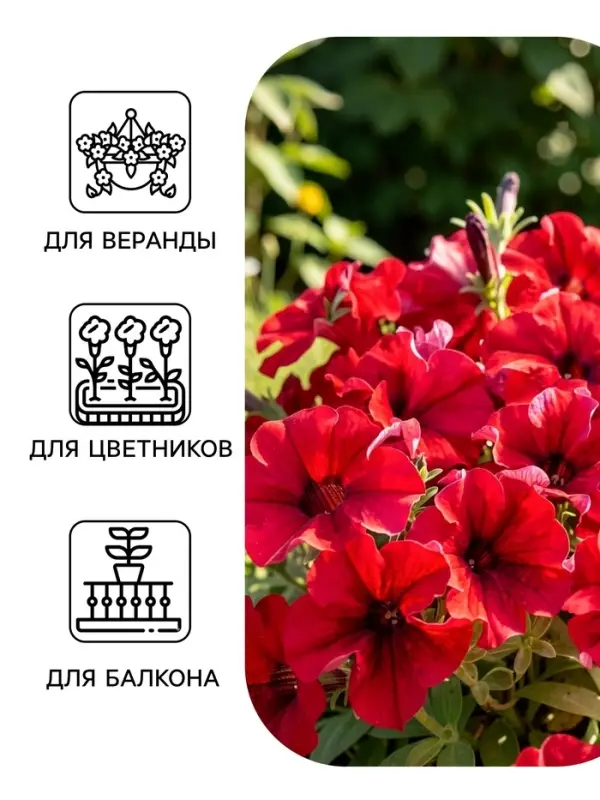 Семена цветов Петуния грандифлора &laquo;Аладдин&raquo; бордовая, 30 шт.