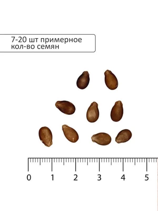 Семена Арбуз &laquo;Чистый мёд&raquo;, 1 г, &laquo;Аэлита&raquo;