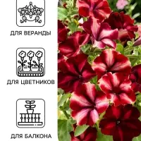 Семена цветов Петуния &laquo;Романтика мунлайт&raquo;, F1, 5 шт., Farao, &laquo;АЭЛИТА&raquo;