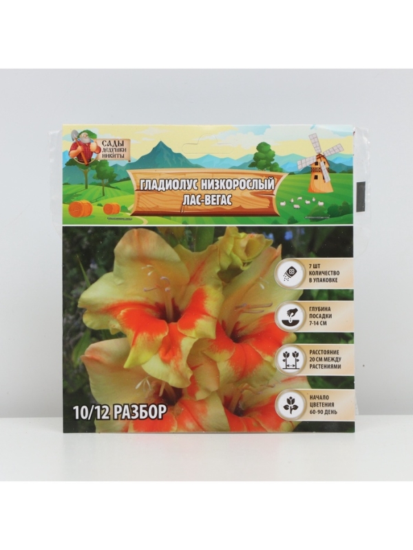 Гладиолус Низкорослый "Лас-Вегас", луковица цветов в пакете с перфорацией, р-р 10+, 7 шт.