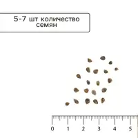 Семена Томат балконный &laquo;Балконный сахарный&raquo;, скороспелый, детерминантный, низкорослый, 0.05 г, Premium seeds