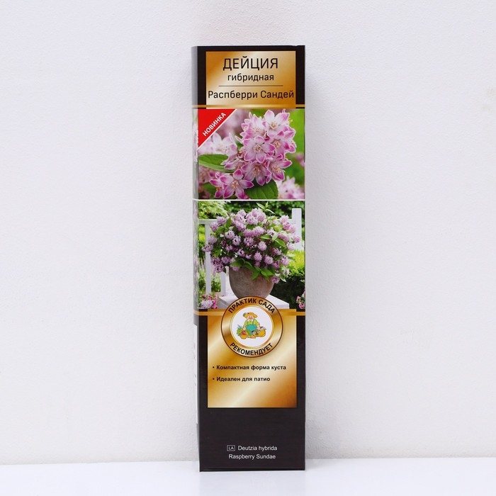 Дейция гибридная (Серия Патио) Люкс «Распберри Сандей», саженец декоративный, цветущий, 1 шт., туба Дейция гибридная (Серия Патио) Люкс «Распберри Сандей», саженец декоративный, цветущий, 1 шт., туба