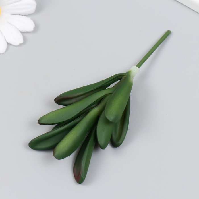 Искусственное растение для творчества "Толстянка - Денежное дерево" 11х6 см