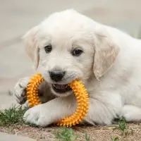 Плавающая игрушка для собак Пижон Premium &laquo;Колючки&raquo;, 11 см, вспененный TPR, жёлтая