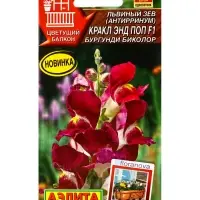 Семена цветов Львиный зев Кракл энд поп F1 бургунди биколор С. Floranova Цветущий балкон, Ц/П,7 шт. Семена цветов Львиный зев Кракл энд поп F1 бургунди биколор С. Floranova Цветущий балкон, Ц/П,7 шт.