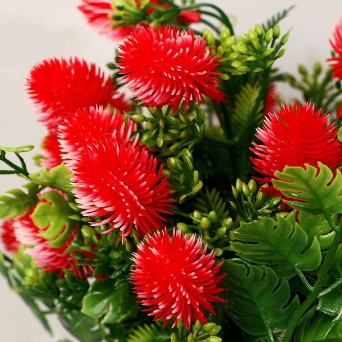 Бонсай в горшке Бонсай в горшке "Каллистефус галант" 21х23 см, микс