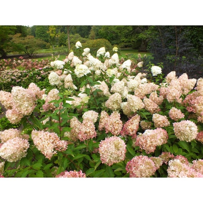 Гортензия метельчатая Фантом, С3 горшок, Н10-50 высота, 1 шт, Осень 2024 Гортензия метельчатая Фантом, С3 горшок, Н10-50 высота, 1 шт, Осень 2024