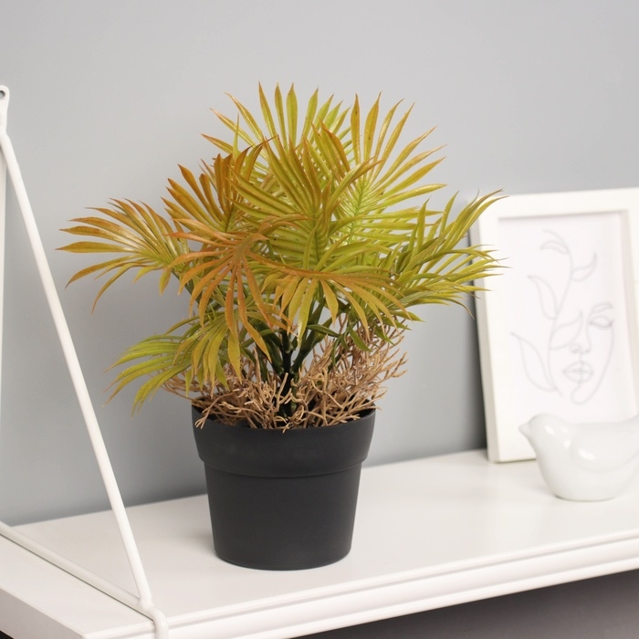 Бонсай в горшке Бонсай в горшке "Ливистона премиум" 22х10,5 см, микс