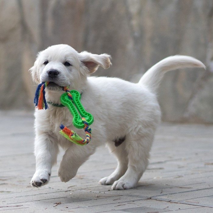 Игрушка жевательная с канатом, 11 х 5,5 см, зелёная Игрушка жевательная с канатом, 11 х 5,5 см, зелёная