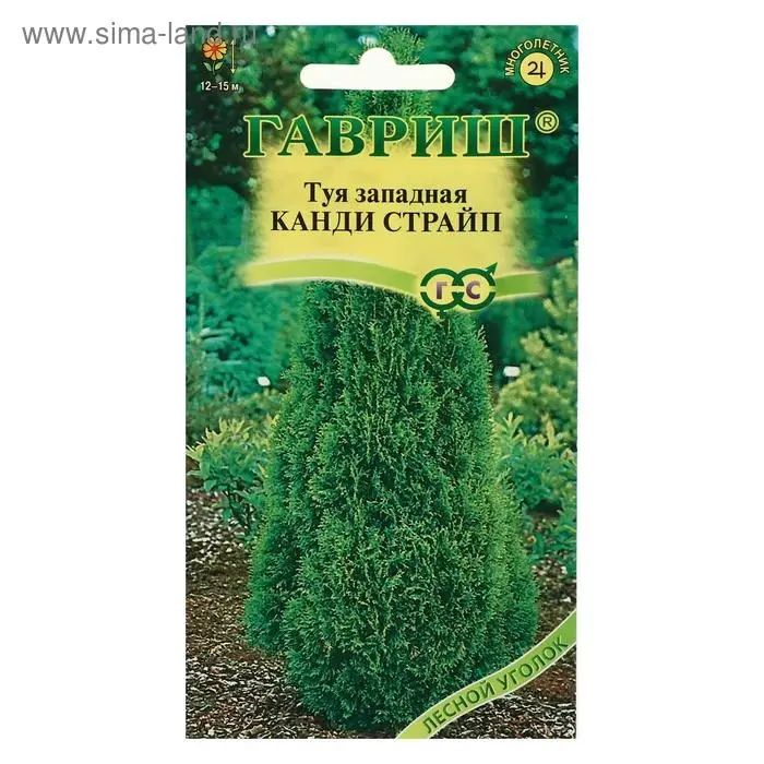 Семена Туя западная "Канди Страйп", ц/п,   0,05 г