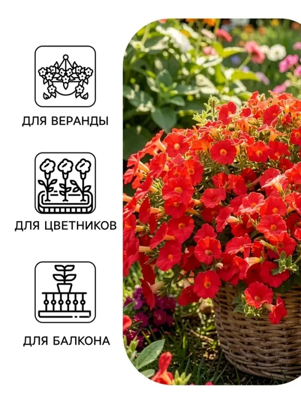 Семена цветов Петуния &laquo;Нуволари&raquo;, полуампельная, фуксия, F1, 5 шт., Farao, &laquo;АЭЛИТА&raquo;