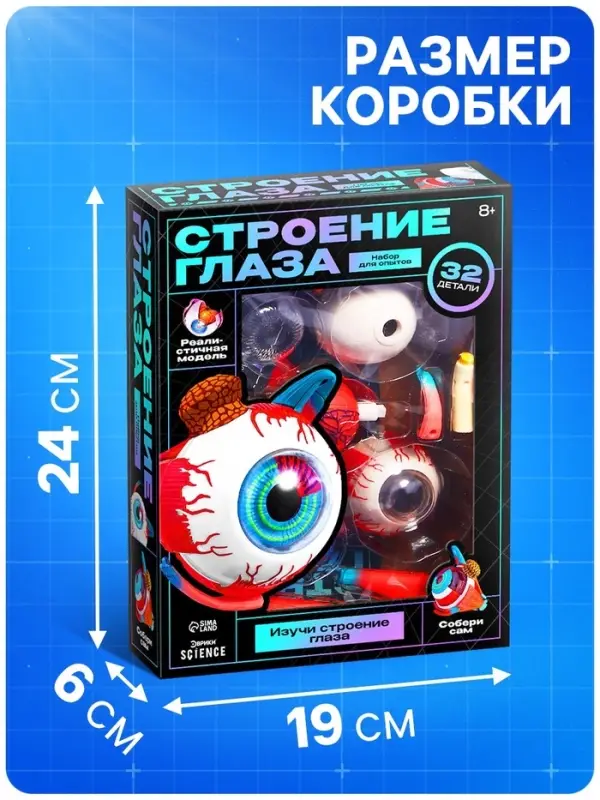 Набор для опытов &laquo;Строение глаза&raquo;, анатомическая модель