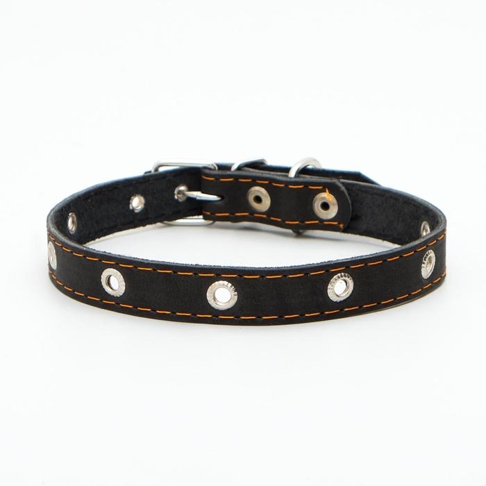 Ошейник кожаный однослойный с рифлеными люверсами, безразмерный, 50 х 2 см,ОШ 36-44 см,чёрный Ошейник кожаный однослойный с рифлеными люверсами, безразмерный, 50 х 2 см,ОШ 36-44 см,чёрный