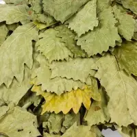 Веник для бани, дубовый