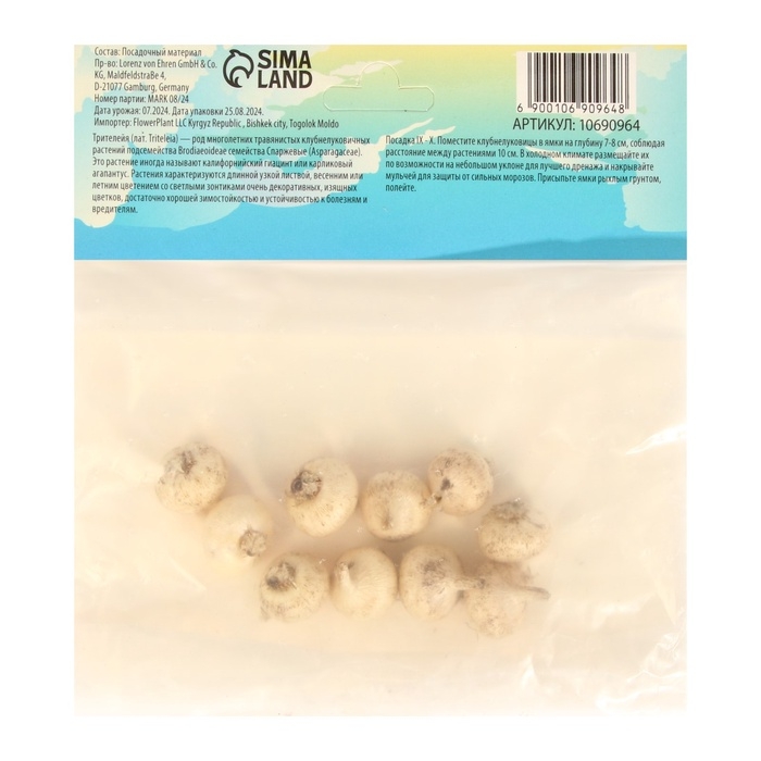 Трителейя Квин Фабиола, р-р 5/6, 10 шт, Осень 2024 Трителейя Квин Фабиола, р-р 5/6, 10 шт, Осень 2024