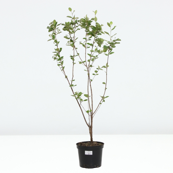 Арония черноплодная, C5 горшок , 1 шт, Осень 2024 Арония черноплодная, C5 горшок , 1 шт, Осень 2024