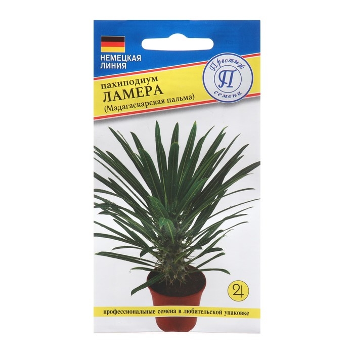Семена цветов Пахиподиум  Семена цветов Пахиподиум "Ламера", 3шт