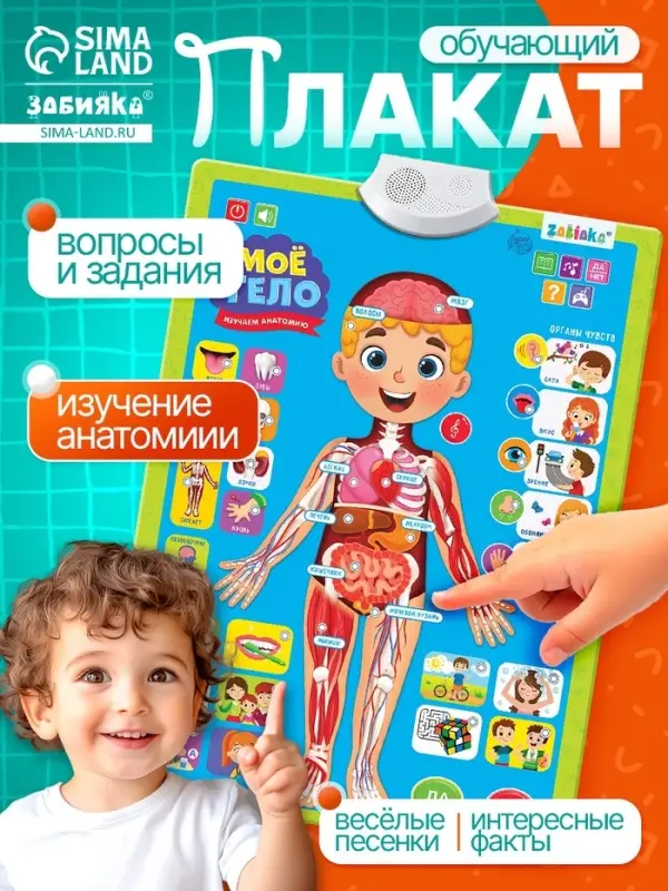 Обучающий плакат &laquo;Изучаем анатомию: Моё тело&raquo;