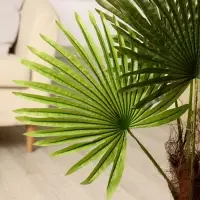 Дерево искусственное &laquo;Пальма&raquo;, h=70 см