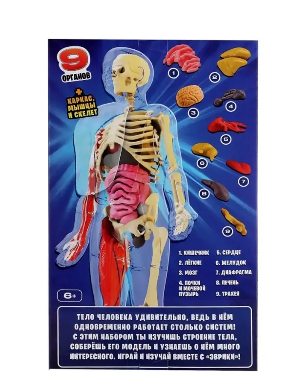 Набор для опытов по анатомии &laquo;Строение тела&raquo;, светится в темноте, с мягкими органами