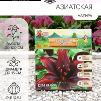 Лилия Азиатская «Мапира», луковица в пакете с перфорацией, р-р 12/14, 3 шт.