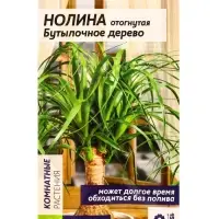 Семена комнатных цветов нолина &laquo;Бутылочное дерево&raquo;, 3 шт.