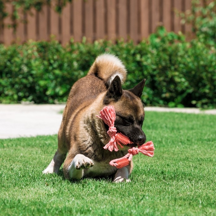 Игрушка канатная с жевательными элементами Игрушка канатная с жевательными элементами "Зубочистка", 45 см, микс цветов