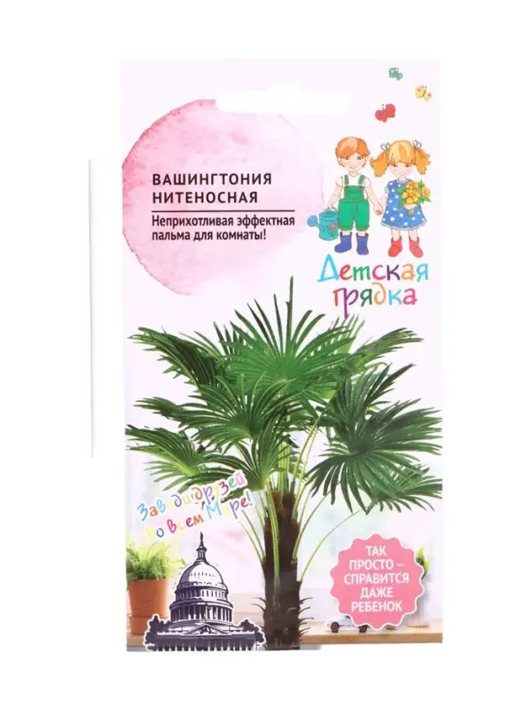 Семена цветов Вашингтония нитеносная 5шт Детская грядка