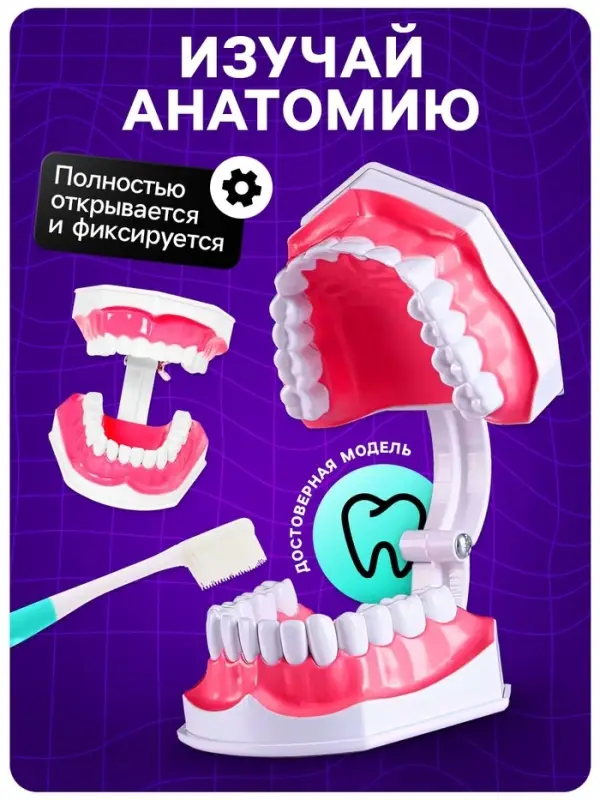 Набор для опытов &laquo;Анатомия&raquo;, челюсть человека