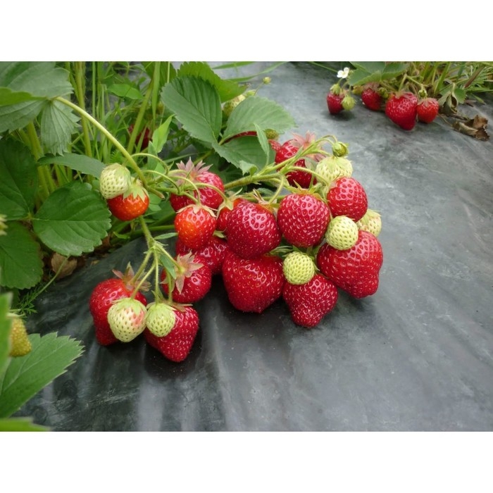 Рассада Земляники круноплодной (клубники) ФРИГО Москва (Moscova) A (9-15 мм), P9 Горшок Рассада Земляники круноплодной (клубники) ФРИГО Москва (Moscova) A (9-15 мм), P9 Горшок