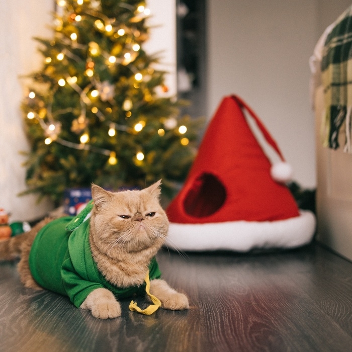 Костюм для животных Костюм для животных "Ёлка", размер XL, зелёный