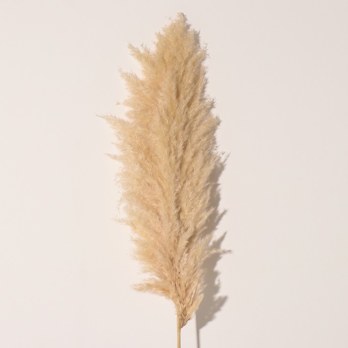 Сухоцвет Сухоцвет "Кортадерия", 1 ветка, длина 140-150 см, натуральный