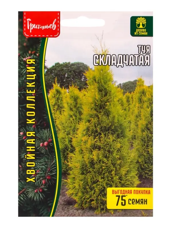 Семена Туя &laquo;Складчатая&raquo;, 0.1 г, &laquo;Григорьев&raquo;