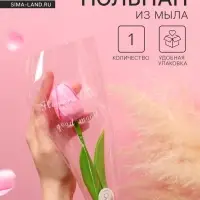 Мыльный тюльпан, розовый