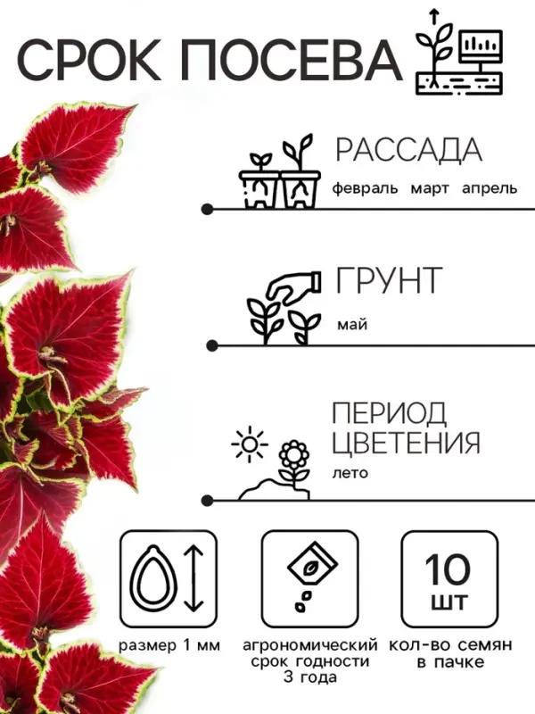 Семена цветов Колеус "Визард Скарлет", 10 шт
