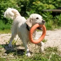 Кольцо &laquo;ДогЛайк&raquo; d=2611, 8-мигранное, большое, d=30.5 см, оранжевое